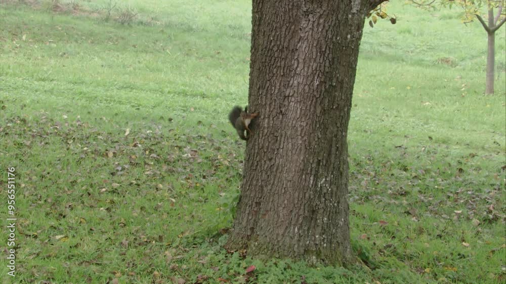 Squirrel wags his tail on a tree trunk in autumn Squirrel wags his tail on a tree trunk in autumn