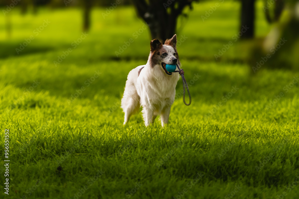 Portrait Australian Shepherd Dog in close-up Portrait Australian Shepherd Dog in close-up