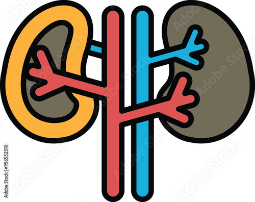 A drawing of a pair of kidneys with red, blue and yellow lines
