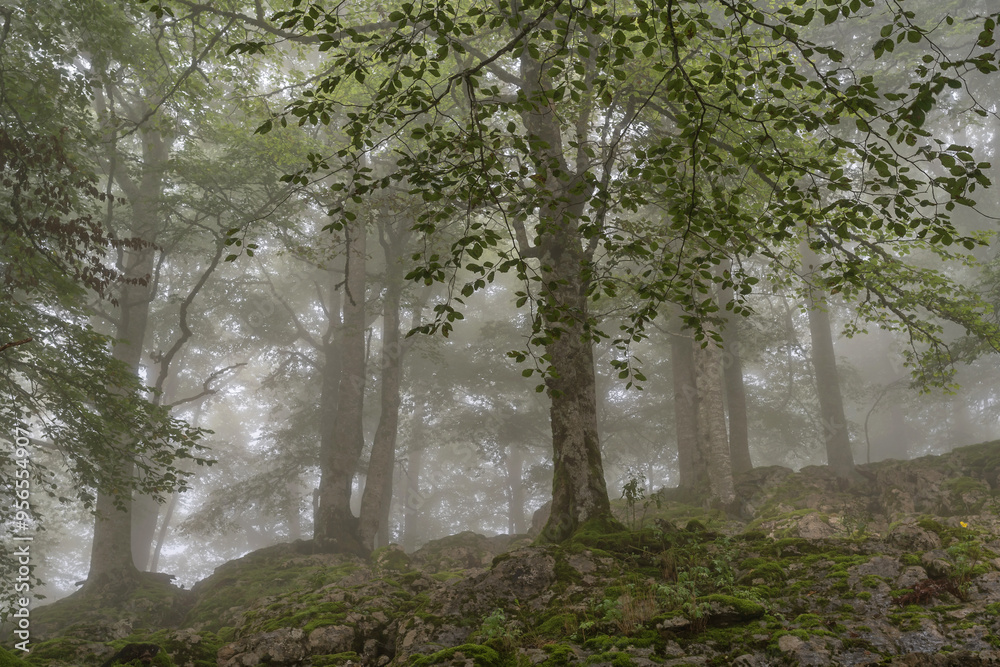 Fog in the beech forest