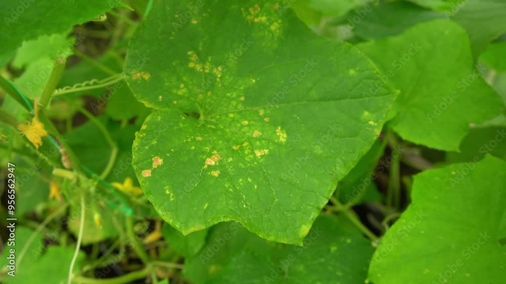 Diseases of cucumbers. Close-up of leaves affected by yellow spots. Diseases of cucumbers. Close-up of leaves affected by yellow spots.