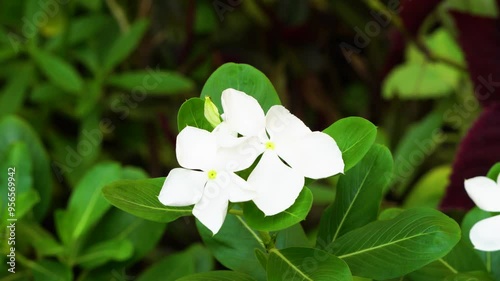 White Vinca or Periwinkle Flower or Sada Bahar or Nayantora Plantae blooming photo