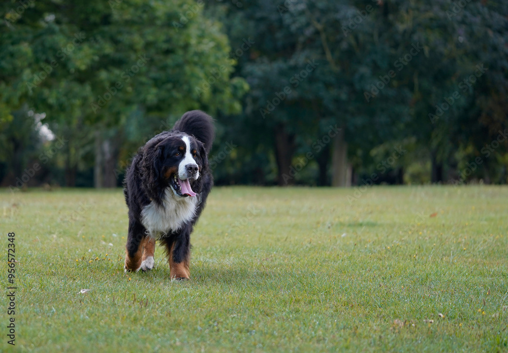 Happy Bernese Mountain Dog running in the park Happy Bernese Mountain Dog running in the park