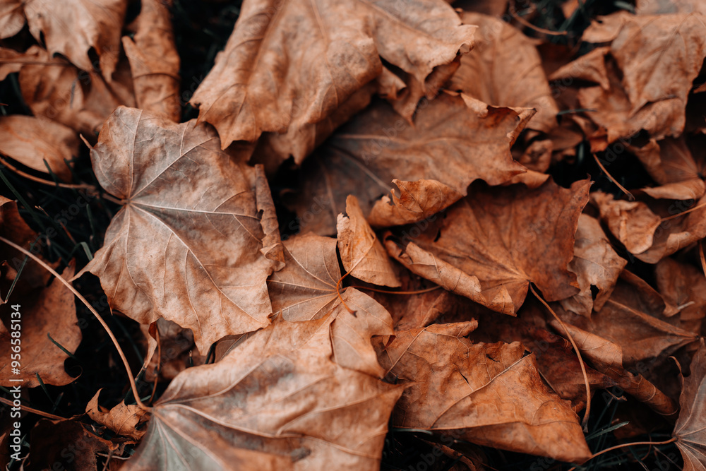 Fallen autumn brown orange leaves in the park, natural background for calendar, poster or postcard designs Fallen autumn brown orange leaves in the park, natural background for calendar, poster or postcard designs