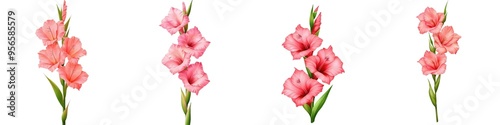 Watercolor summer flora set, Delicate pink gladiolus flowers arranged beautifully, perfect for adding a touch of elegance to any design or project. Isolate on white background