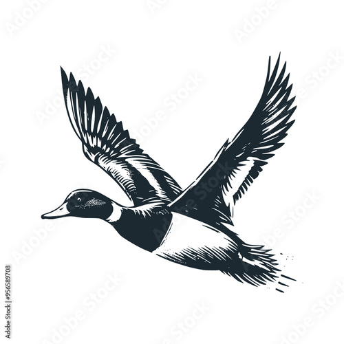 The duck. Black white vector illustration.
