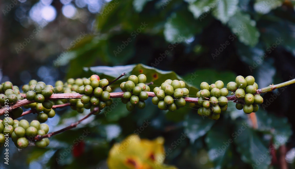 Close up Green seed berries harvest arabica coffee garden. Green coffee bean berry plant fresh raw seed coffee tree growth in eco organic farm. Fresh coffee bean green leaf bush ecology berry plant Close up Green seed berries harvest arabica coffee garden. Green coffee bean berry plant fresh raw seed coffee tree growth in eco organic farm. Fresh coffee bean green leaf bush ecology berry plant