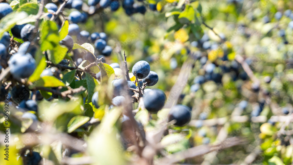 Wild organic blueberries found in the forest Wild organic blueberries found in the forest