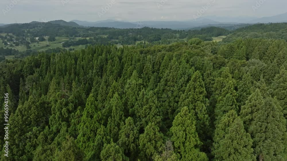 ドローン映像:青々と茂る杉の森 ドローン映像:青々と茂る杉の森