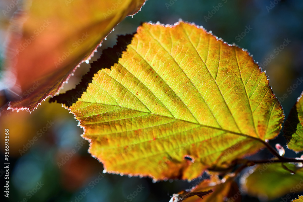 Corylus maxima or filbert species of hazel in birch family Betulaceae, native to southeastern Europe and southwestern Asia. Corylus maxima leaf close-up selective focus shot. Corylus maxima or filbert species of hazel in birch family Betulaceae, native to southeastern Europe and southwestern Asia. Corylus maxima leaf close-up selective focus shot.