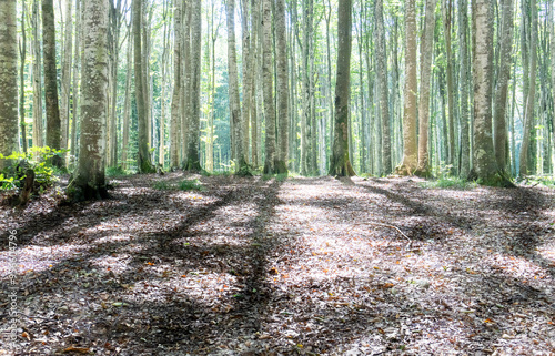 Serene Sunlit Forest with Lush Green Undergrowth - Peaceful Woodland Landscape