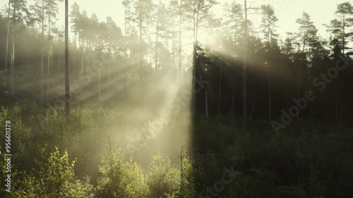 Lot w porannym słońcu w lesie między drzewami photo