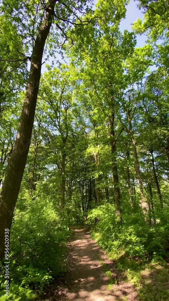Walking along picturesque woodland path in dappled sunlight through the fresh green forest. Walking along picturesque woodland path in dappled sunlight through the fresh green forest.