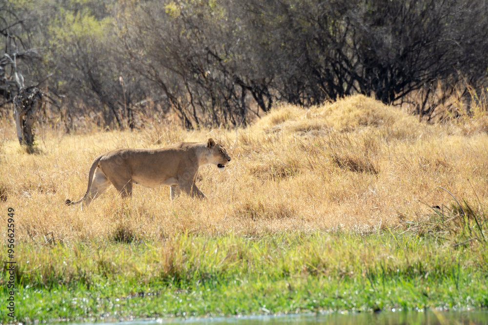 Naklejka premium Lions in BWA
