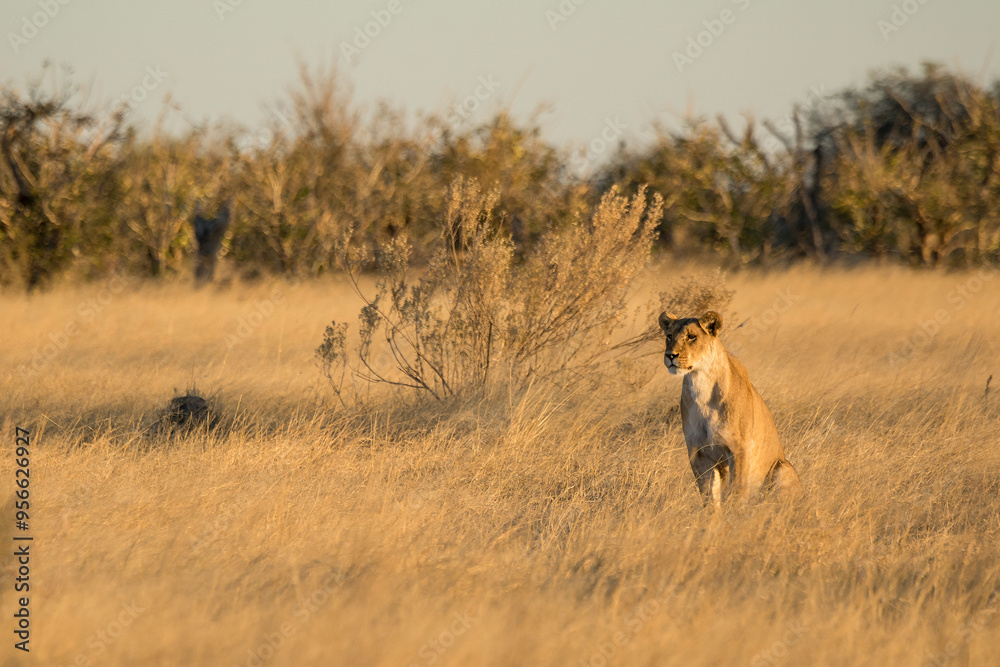 Naklejka premium lions in BWA