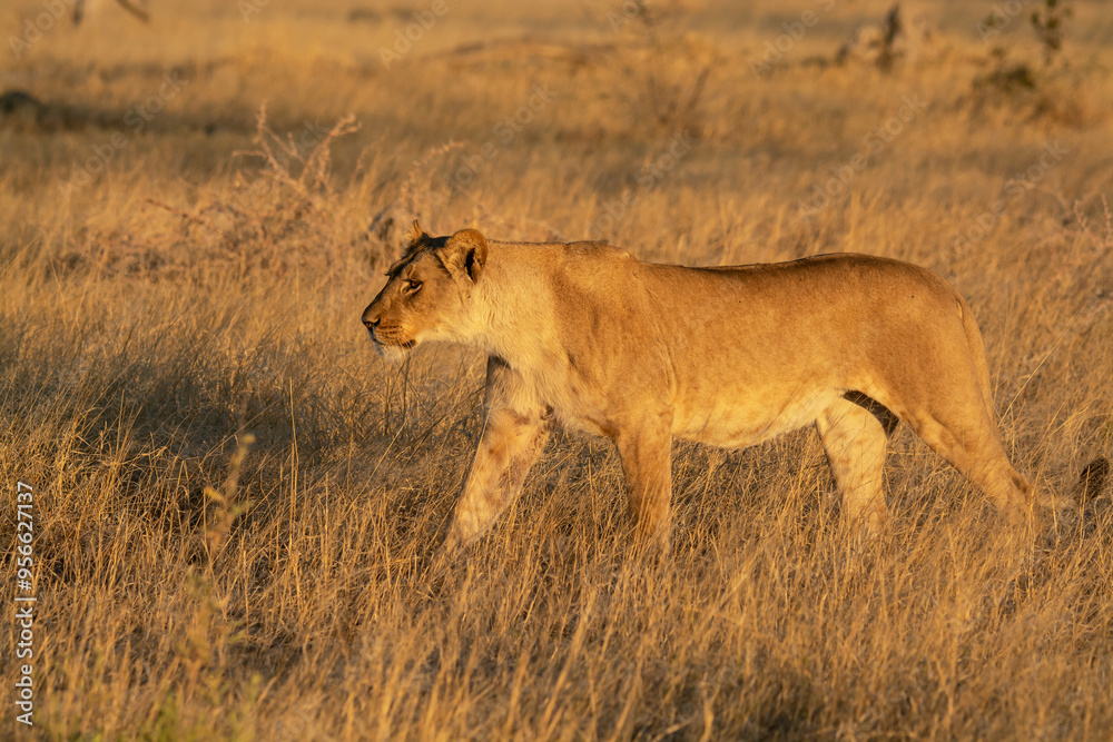 Fototapeta premium Lions in BWA