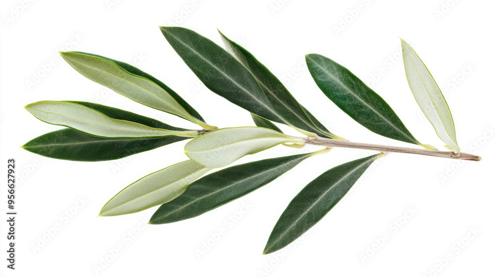 Detailed view of an olive branch with fresh, green leaves isolated on white, symbolizing peace and nature Detailed view of an olive branch with fresh, green leaves isolated on white, symbolizing peace and nature