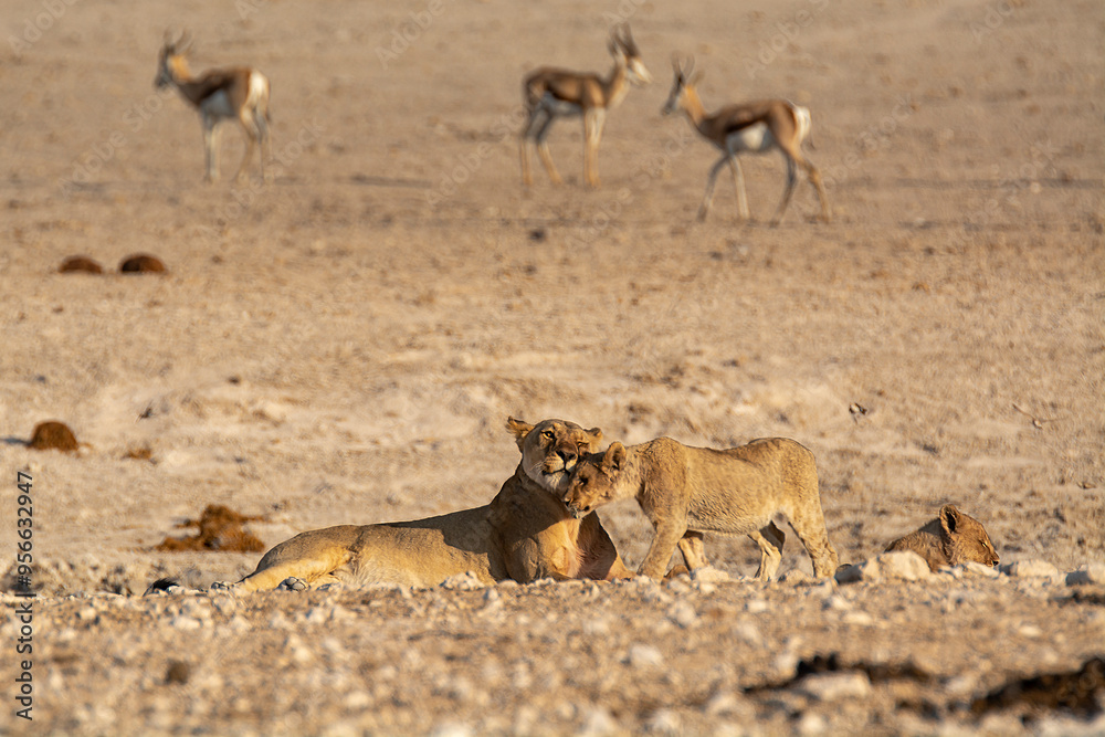 Fototapeta premium Lions in BWA