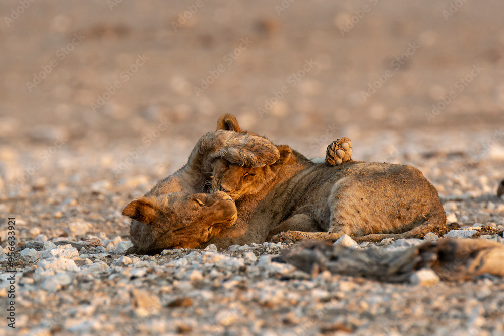 Lions in BWA