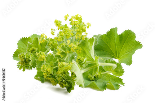 Lady's Mantle in flowers photo