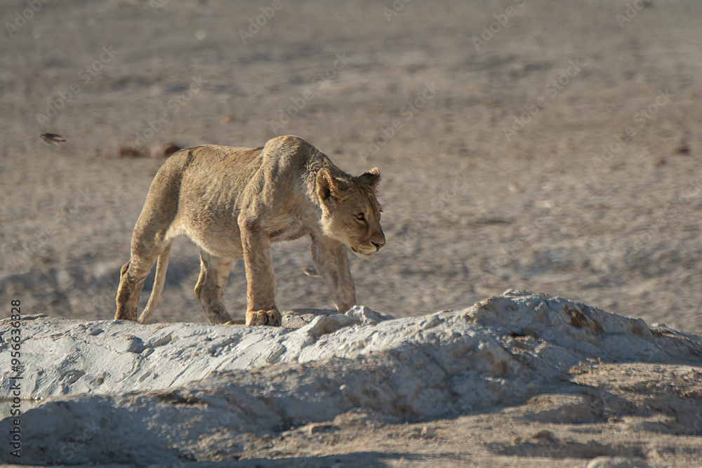 Lions in bwa