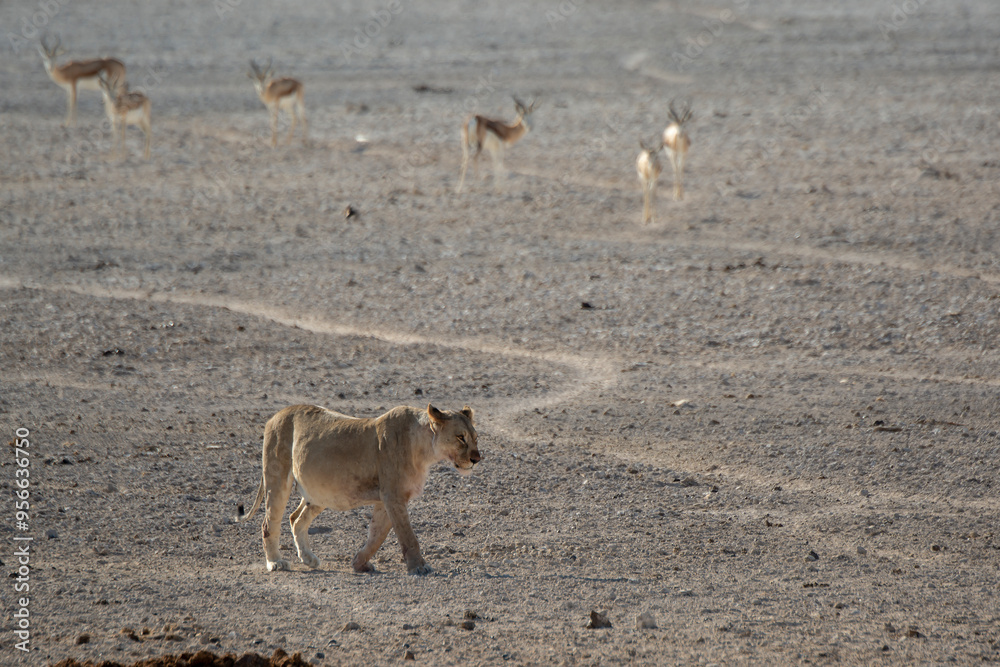 Lions in BWA Lions in BWA
