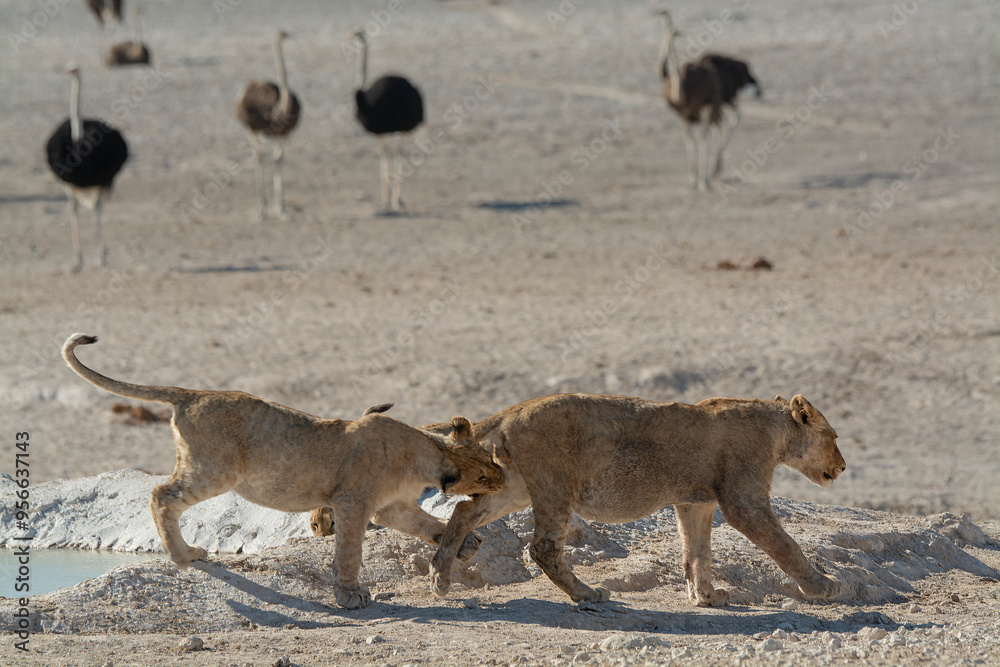 Fototapeta premium Lions in BWA