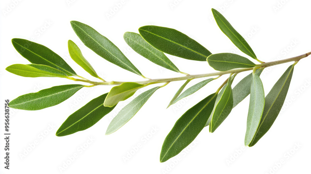 Olive twig with bright, fresh green leaves isolated on white, ideal for organic and natural-themed projects Olive twig with bright, fresh green leaves isolated on white, ideal for organic and natural-themed projects