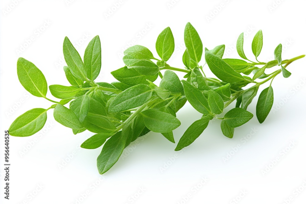 Fresh Green Oregano Herb on White Background Fresh Green Oregano Herb on White Background