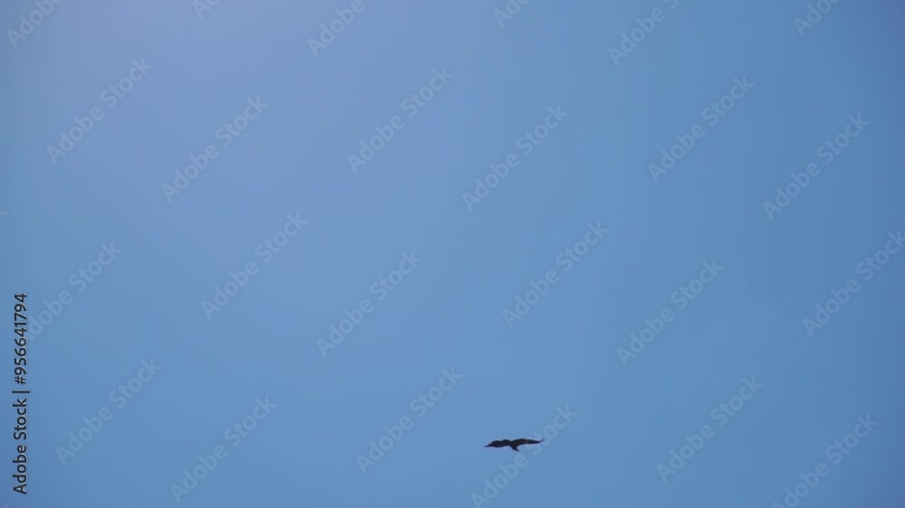 Bird Sky Flight - A small bird flies against a clear blue sky. Bird Sky Flight - A small bird flies against a clear blue sky.