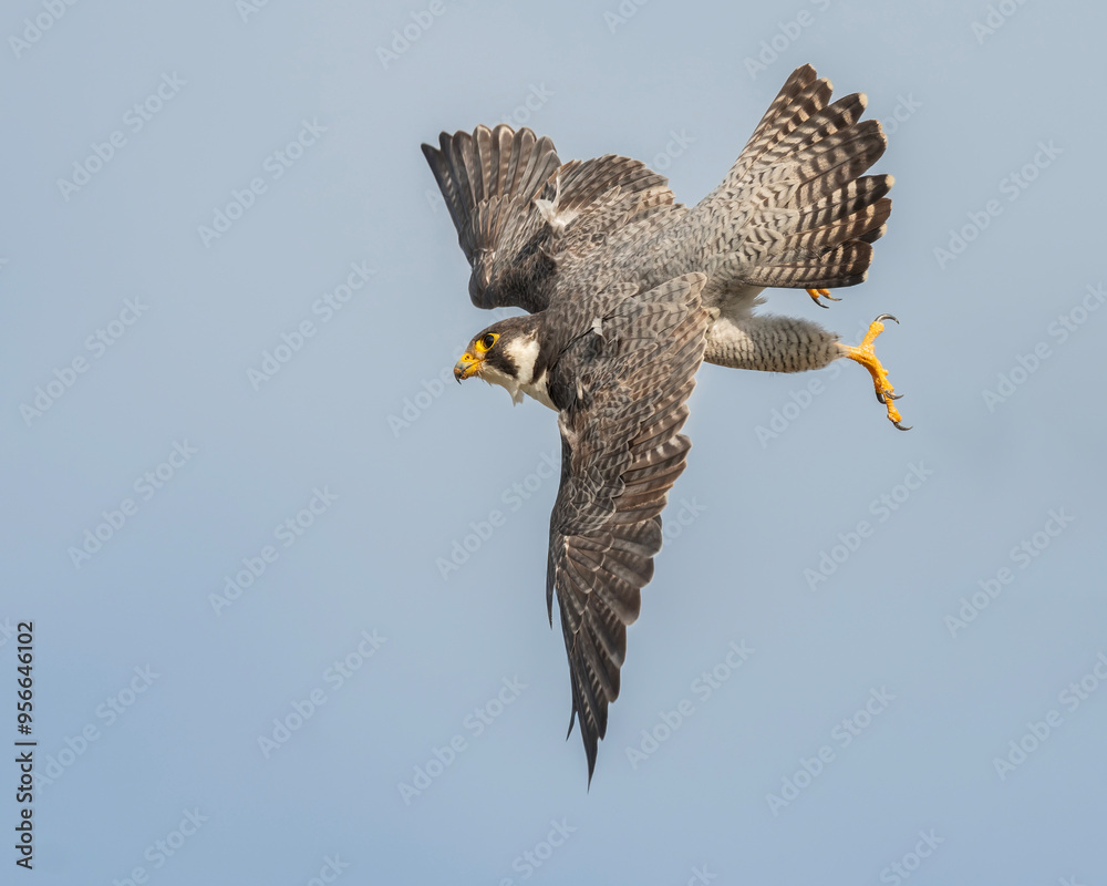 Obraz premium Peregrine falcon in flight