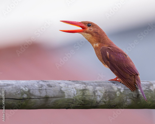 Close up of Ruddy Kingfisher