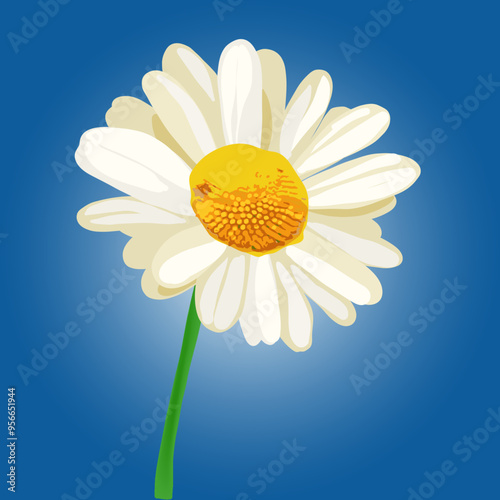 daisy on a blue background