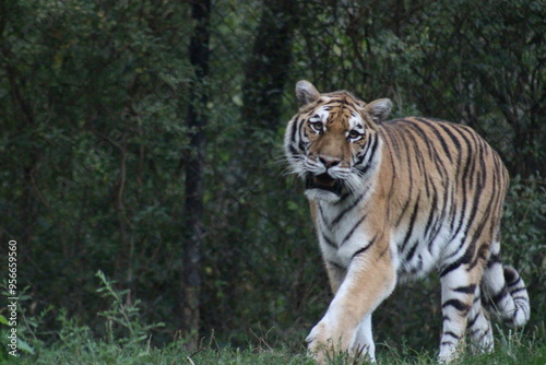 Tiger at the Pittsburgh Zoo