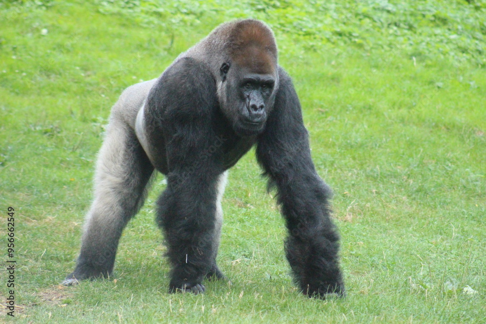 Gorilla Silverback Pittsburgh Zoo Gorilla Silverback Pittsburgh Zoo