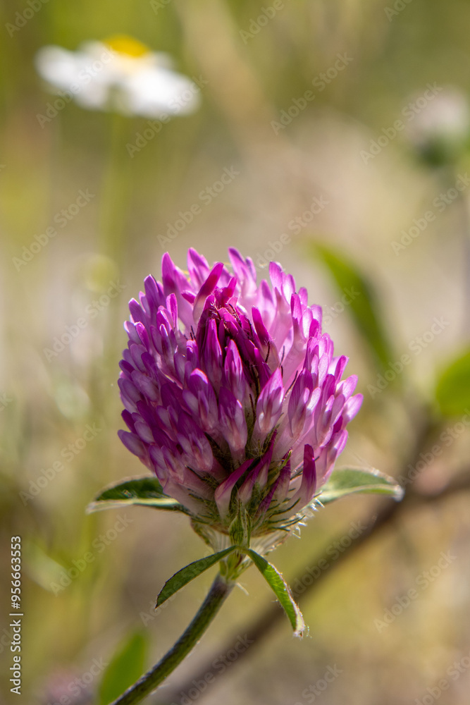 blooming pink clover and daisies blooming pink clover and daisies