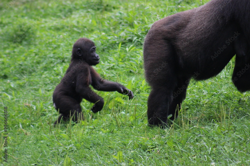 Gorillas and baby at Pittsburgh Zoo Gorillas and baby at Pittsburgh Zoo