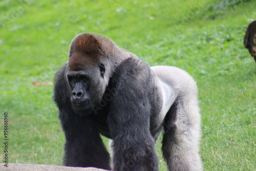 Gorillas and baby at Pittsburgh Zoo