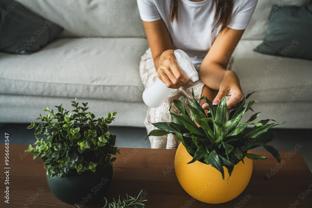 Unknown woman spritzing potted plants on a wooden table in a living room Unknown woman spritzing potted plants on a wooden table in a living room