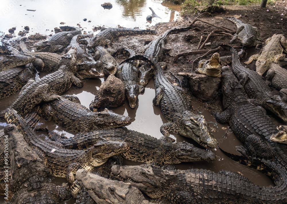 Many Cuban crocodiles (Crocodylus rhombifer) in a muddy water