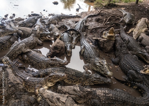 Obraz na płótnie Many Cuban crocodiles (Crocodylus rhombifer) in a muddy water w salonie