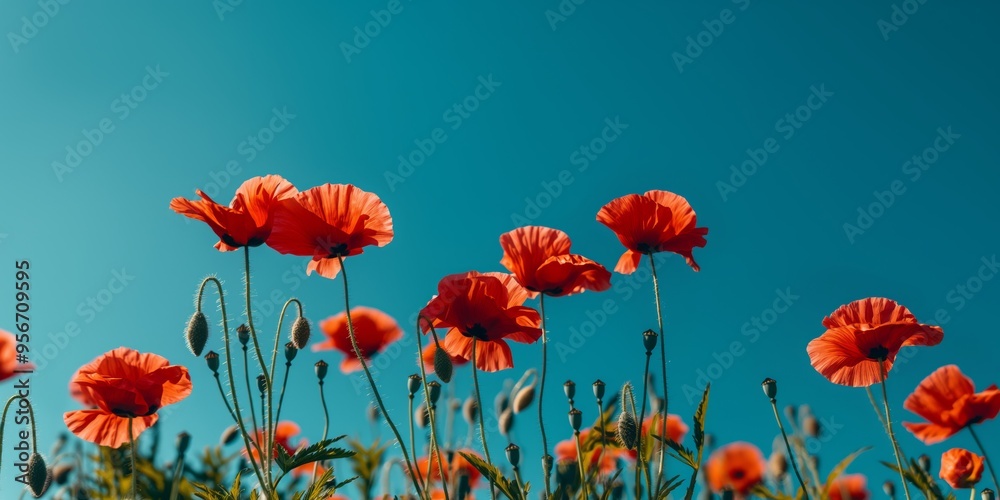 Obraz premium Image showcasing vibrant red poppies in full bloom against a bright, clear blue sky, symbolizing a sense of peace, beauty, and freedom in nature.