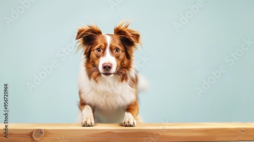 A charming dog posing on a wooden surface against a soft blue background, showcasing its playful and friendly personality.