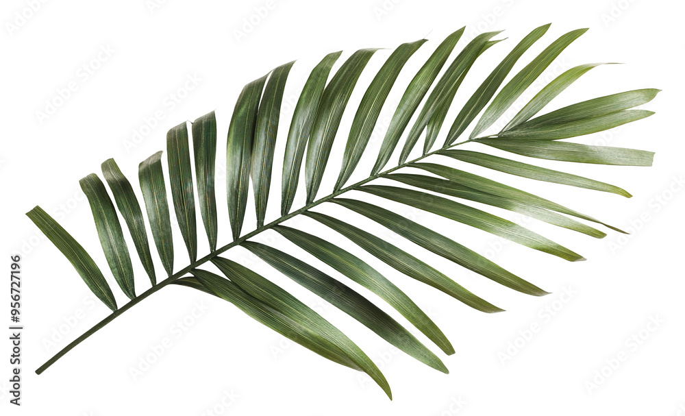Fototapeta premium Tropical green palm leaf, cut out