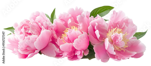 Fototapeta Naklejka Na Ścianę i Meble -  Fresh pink peony flowers with green leaves, cut out