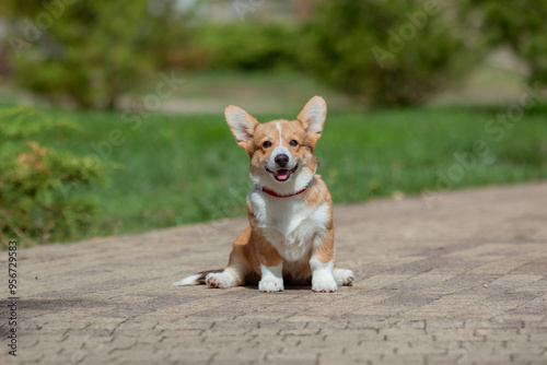 A puppy is a Welsh Corgi dog on a summer walk