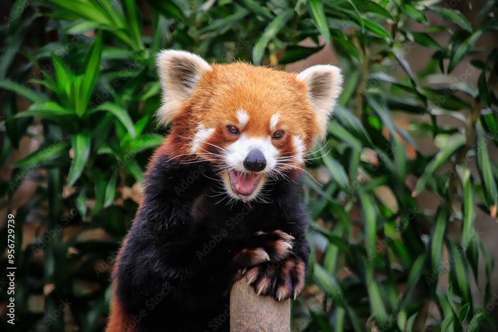 Naklejka premium Red Panda Displaying Playful Expression