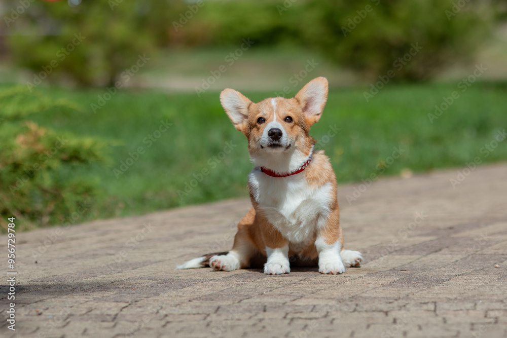 A puppy is a Welsh Corgi dog on a summer walk A puppy is a Welsh Corgi dog on a summer walk