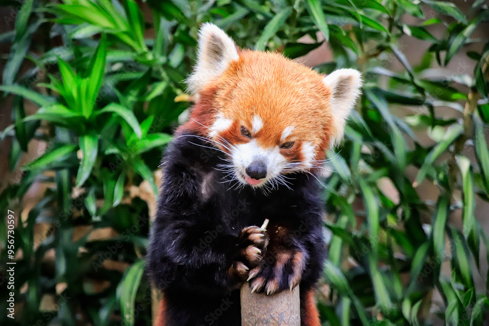 Red Panda Displaying Playful Expression Red Panda Displaying Playful Expression
