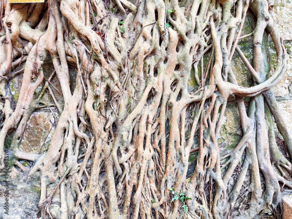 root of tree root of tree
